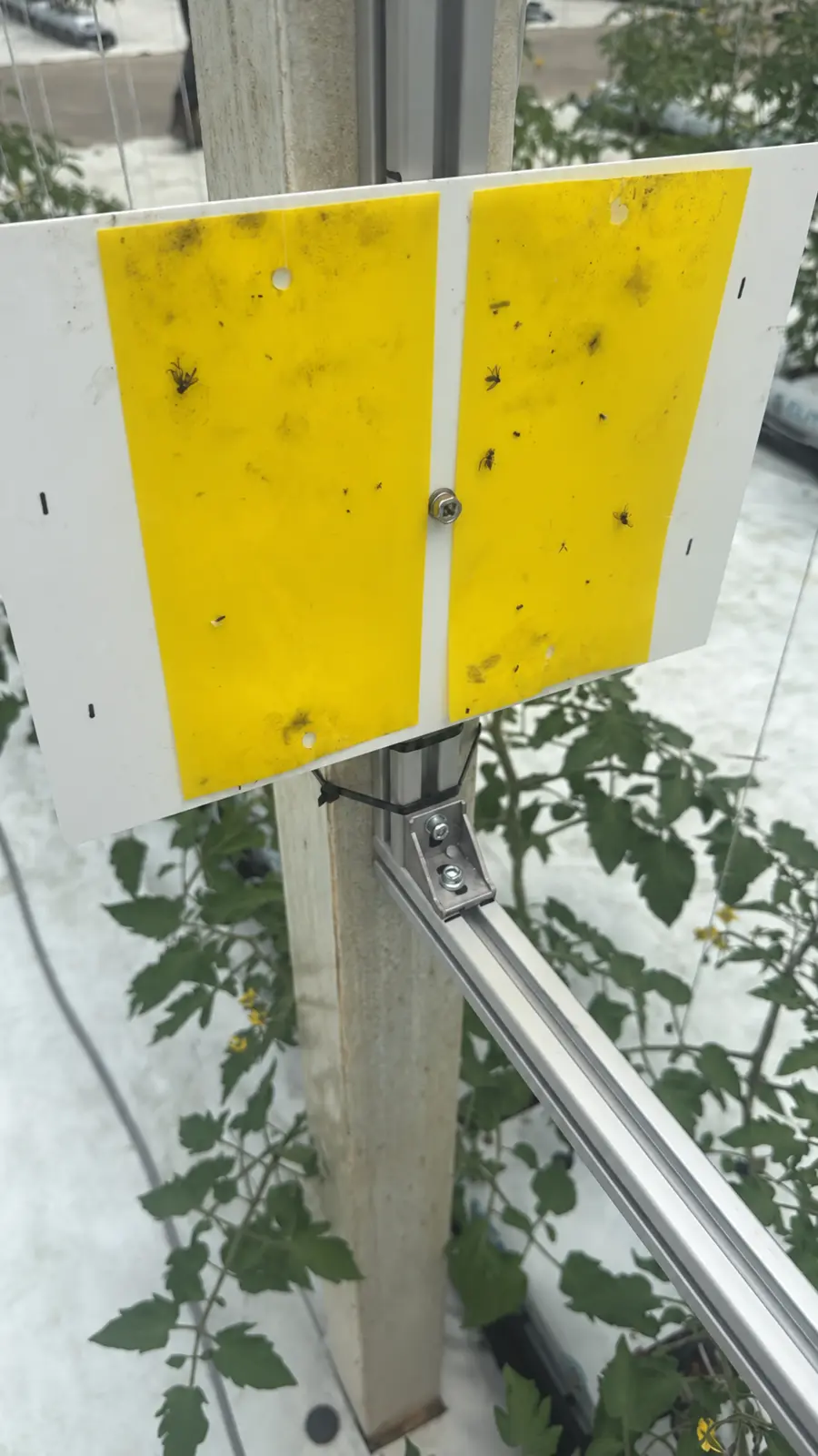 Yellow sticky insect trap boards mounted among greenhouse crops, showing insects available for scouting review